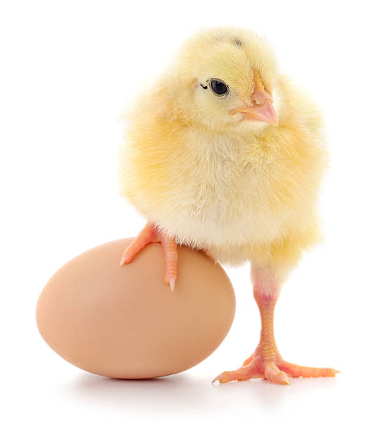 istock Cute yellow chick standing with egg isolated on white background 2232847222