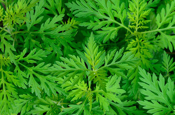 istock Common ragweed leaves close up Ambrosia artemisiifolia 2232847227