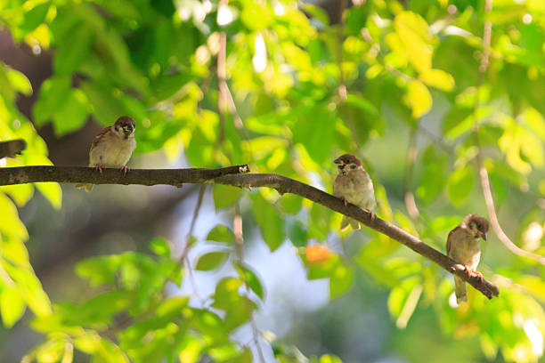 istock Trio of Sparrows Resting Amid Sunlit Greenery 2232847997