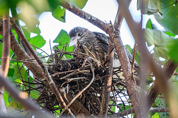 istock A Young Black-crowned Night Heron Chick Perched in a Tangled Nest 2232848253