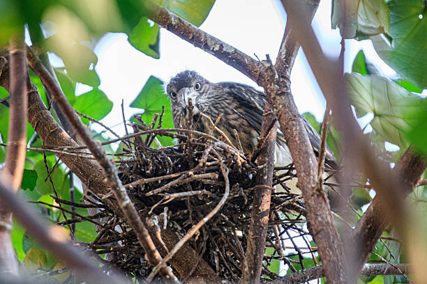 istock A Young Black-crowned Night Heron Chick Perched in a Tangled Nest 2232848258