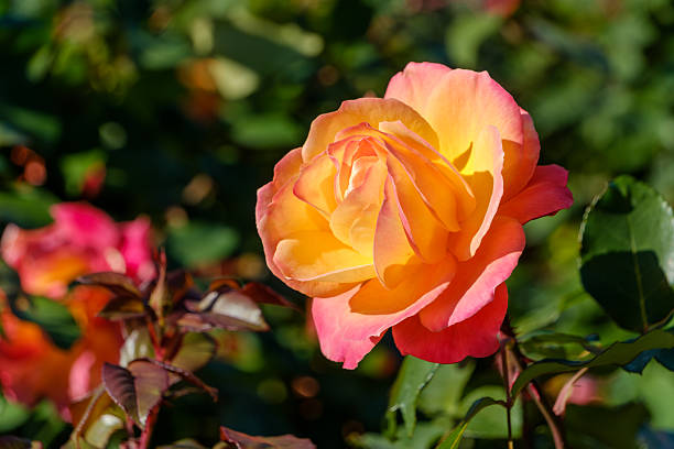 A vibrant yellow and pink rose in full bloom, illuminated by sunlight in a garden.