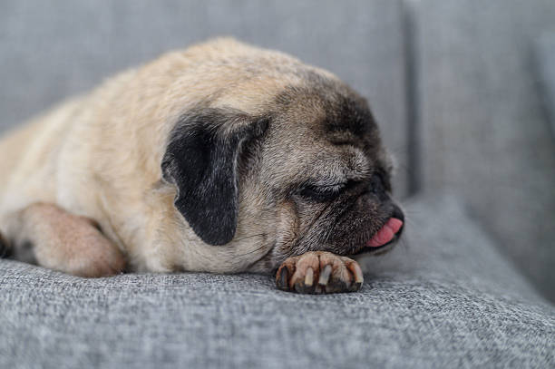istock Senior Pug Napping on Couch with Tongue Out 2232849982