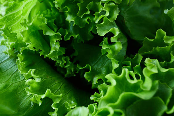 istock Fresh green lettuce leaves close up 2232852100