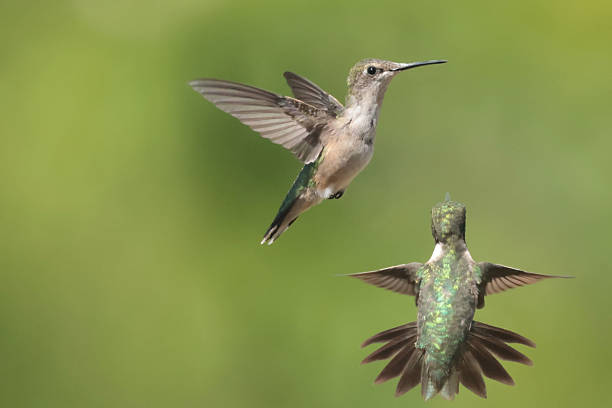 istock Ruby Throated Hummingbirds in late summer 2232852299