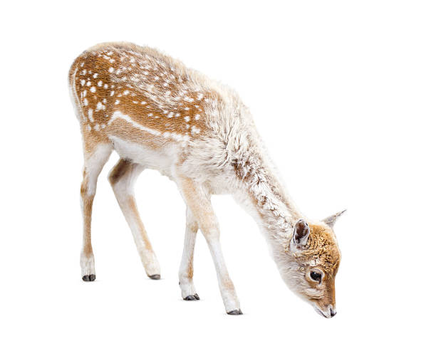 istock young fallow deer is depicted isolated on a white background 2232852353