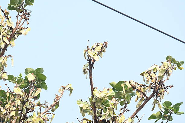 Greater blue-eared starling (Lamprotornis chalybaeus) in a tree in a South African Game Reserve.