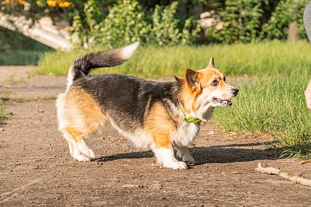 A corgi, partially cropped by a hand holding its collar, is walking along a dirt path in a lush green park, with its tail indicating motion The scene captures natural sunlight filtering through the