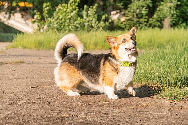 istock A Corgi dog is seen mid-stride on a dirt path, with its head tilted and a yellow tag on its collar The setting appears to be an outdoor rural area during daytime The image captures an everyday mome 2232854816