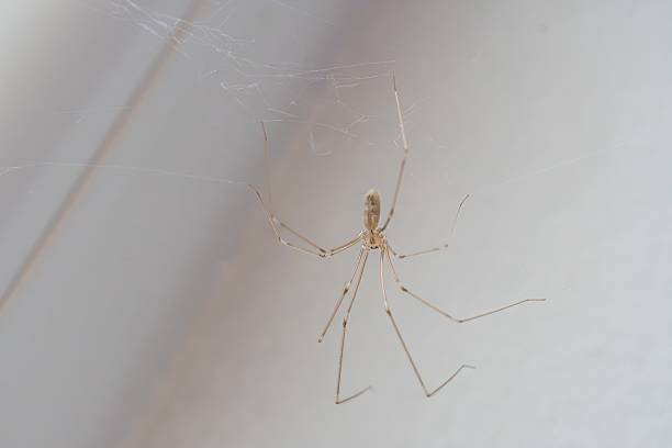 istock A solitary spider atop its radial web, on a light gray background a 2232854821