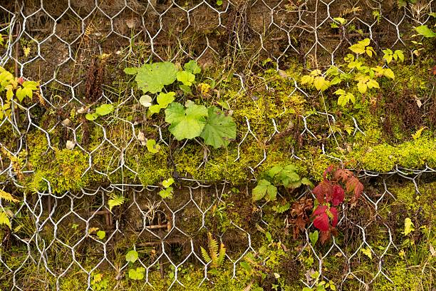 Moss and lush greenery thrive on weathered fence, evoking serene natural charm amidst rustic surroundings