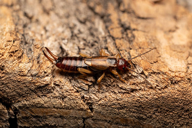istock Earwig bug and wooden background 2232855916