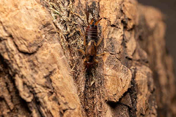 istock Earwig bug and wooden background 2232855920