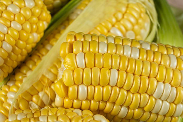 istock Raw fresh corn cobs with vibrant yellow kernels close-up 2232856503