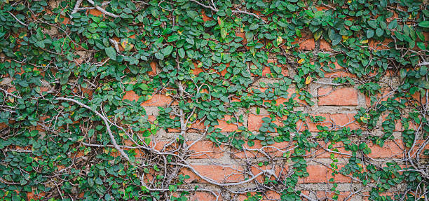 A wall covered in green vines. The vines are growing up the wall and are covering the entire surface