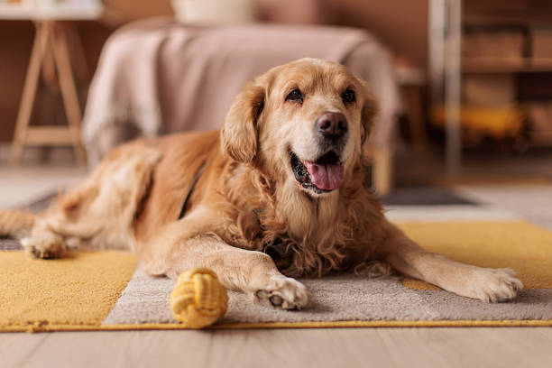 istock Labrador retriever lying on living room floor 2232859974