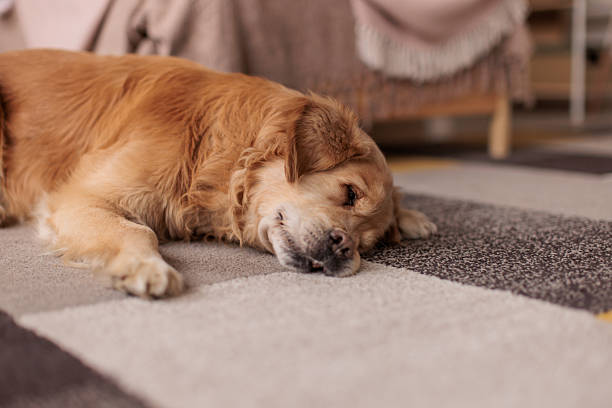 istock Labrador retriever sleeping peacefully on living room floor 2232859991