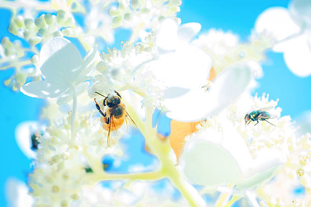 A close-up of a honeybee gathering nectar on delicate white blossoms, captured in Saint-Hugues, Montérégie, Quebec. The bright sunlight and soft focus background create a fresh and vibrant spring or summer atmosphere. Perfect for illustrating themes of pollination, ecology, biodiversity, and the importance of bees in agriculture and the environment.
