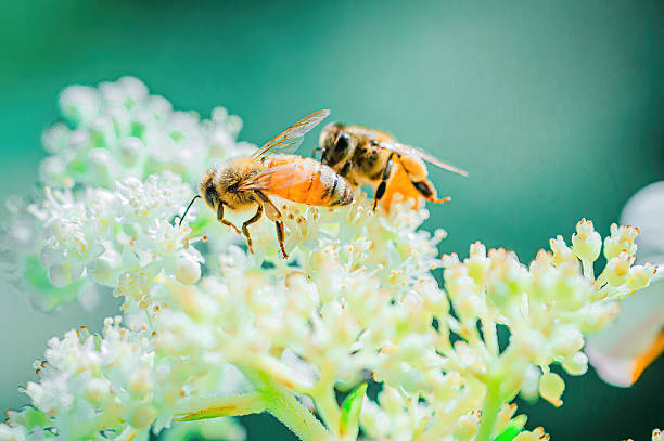 A close-up of a honeybee gathering nectar on delicate white blossoms, captured in Saint-Hugues, Montérégie, Quebec. The bright sunlight and soft focus background create a fresh and vibrant spring or summer atmosphere. Perfect for illustrating themes of pollination, ecology, biodiversity, and the importance of bees in agriculture and the environment.