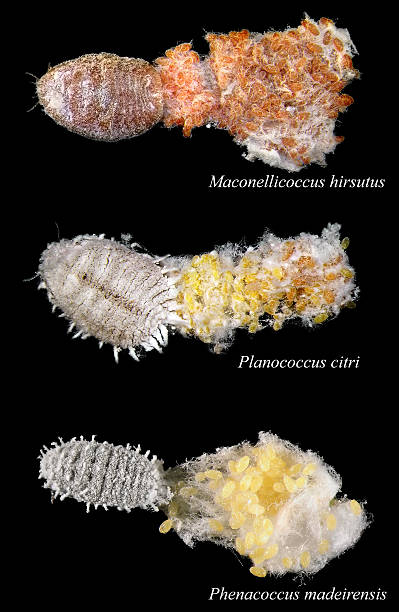 istock Females of a scale insects laying eggs 2232862161