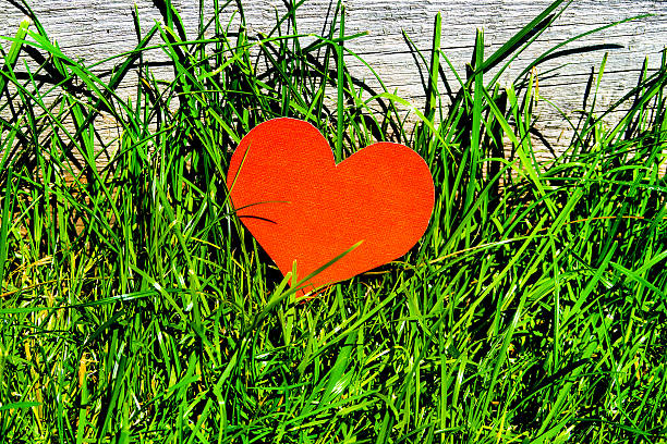 Red Heart Shape on the Green Grass on the Old Wooden Plank Background outdoor closeup