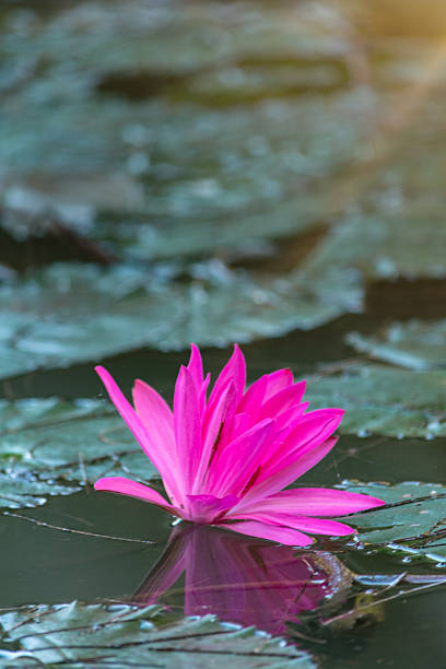 This photograph captures a beautiful and serene scene in the natural landscape of Bangladesh. The image is centered on a pair of elegant, blooming pink lotus flowers standing tall on their stems out of the water. The surrounding water is dark and reflective, showing the soft reflections of the flowers and the lush, green background. Sunlight filters through the scene, adding a warm, gentle glow to the peaceful afternoon setting. This image showcases the delicate beauty of these iconic flowers and the tranquil nature of the region.