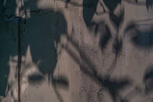 Monochrome scene featuring a concrete wall with leaf-cast shadows, creating an organic contrast Light source from the right side Simplistic yet evocative style within urban context, emphasizing nat