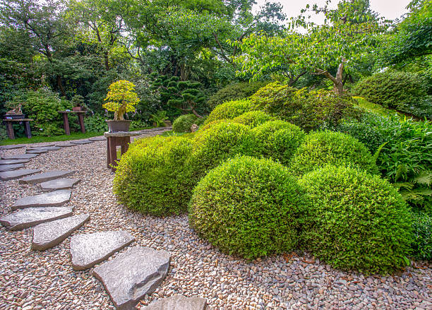 Bonsai trees  in Japanese garden in Botyanical garden in Prague. Balls of rhododenron (now not in bloom)