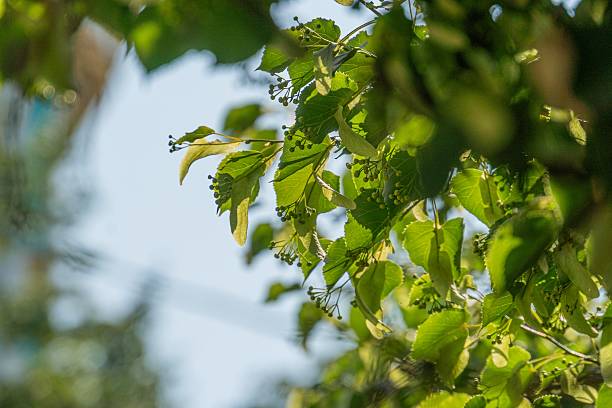 Close-up image of round, possibly grape-like leaves bathed in sunlight filtering through tree branches The scene is tranquil and focused on the textured colors of the leaves