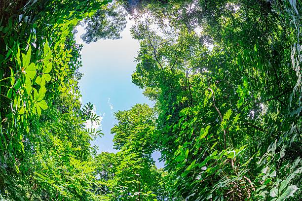istock Panoramic view, dense forest canopy, ground level perspective, vertical orientation, green hues, natural light, intricate foliage tapestry, no human-made structures, slight distortion, realistic natu 2232868839
