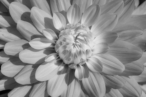 istock Close-up of a dahlia blossom 2232871146