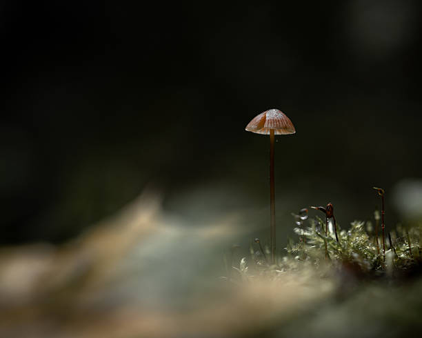 istock Tiny Mushroom Standing Alone in Moody Mossy Forest Close-Up 2232872210