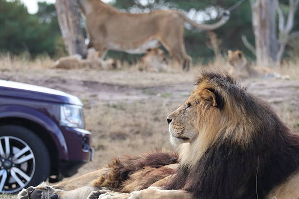 istock Lions at the Safari 2232873183