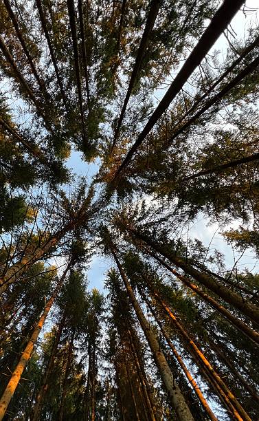 istock Central European forest, tall trees and blue sky 2232873278