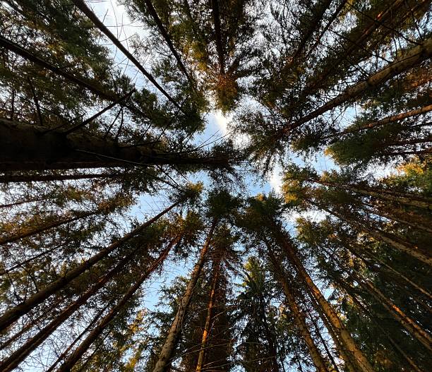 istock Central European forest, tall trees and blue sky 2232873279