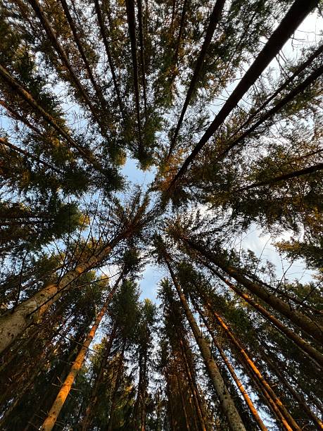istock Central European forest, tall trees and blue sky 2232873283
