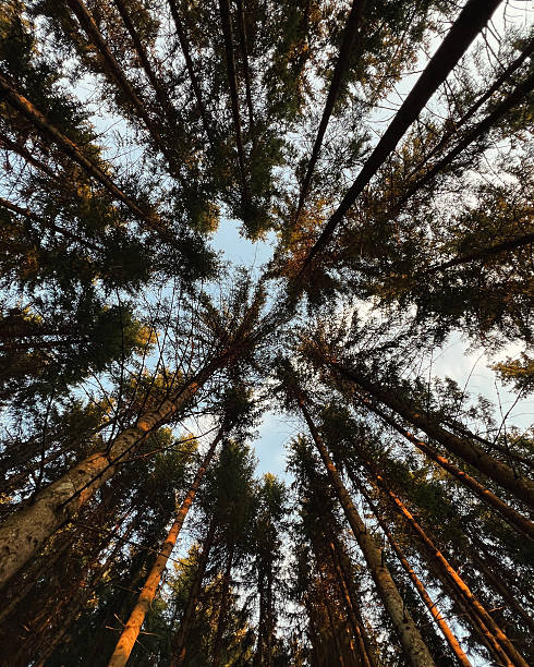 istock Central European forest, tall trees and blue sky 2232873317