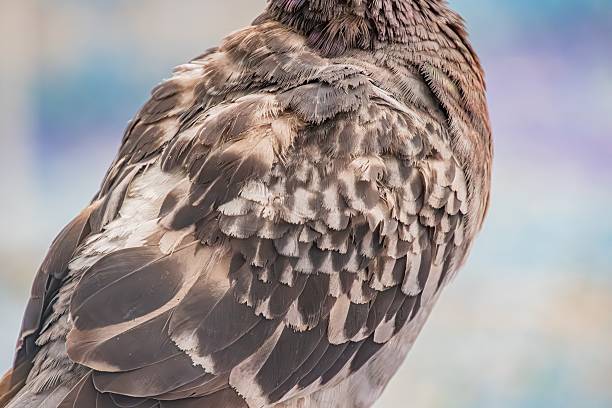 Close-up side profile of a mottled brown pigeon resting on a stone ledgeperch, softly contrasted against a blurred background with gentle shadows