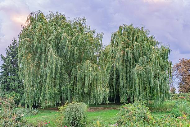 Large weeping willow tree in a tranquil park under an overcast sky, with vibrant flowering plants and bushes in the foreground Diffused lighting lends calm atmosphere No visible shadows Naturalist