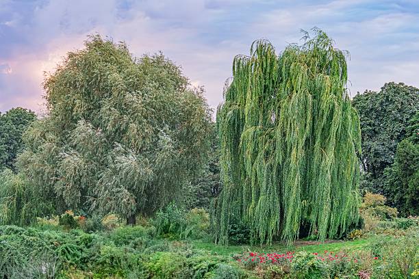 istock Off-center view of a tranquil garden Two weeping willow trees in the foreground, one slightly left of the other Vibrant green lawn, earthy garden beds with various plants and muted flowers in the b 2232875685