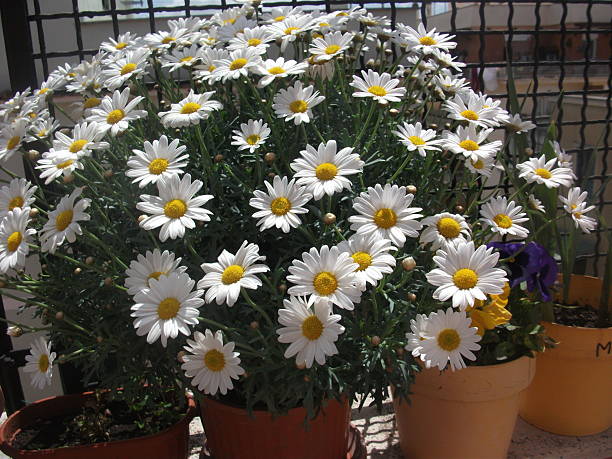 Potted plant full of white daisies with yellow centers, placed on a balcony with a metal fence and city buildings in the background. the fresh flowers contrast with the urban setting, creating a peaceful and vibrant scene.