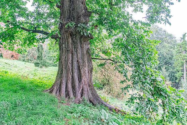 istock Large, old, forked tree with weathered bark in a lush green outdoor setting Dominant greens and earthy tones No artificial structures Soft shadows from unseen light source Realistic style Upward 2232875909