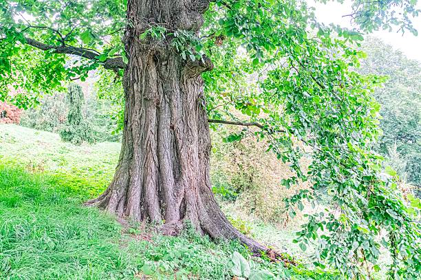 Large, old tree with twisted trunk and spreading roots, lush green leaves, possibly spring or summer, grassy area, body of water lakeriver, elevated vantage point, naturalistic style, soft sunligh