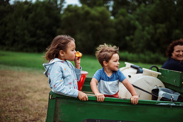 A five-year-old Eurasian girl enjoys a freshly picked peach while riding in the back of a utility vehicle at a New Jersey you-pick orchard with her younger brother.
