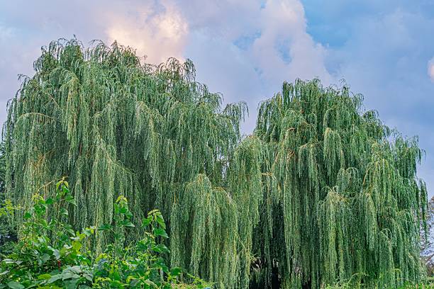istock Two willow trees in a tranquil outdoor setting, with lush green leaves and drooping branches, under soft diffused lighting, suggesting early morning or late afternoon No human activity visible blur 2232876293