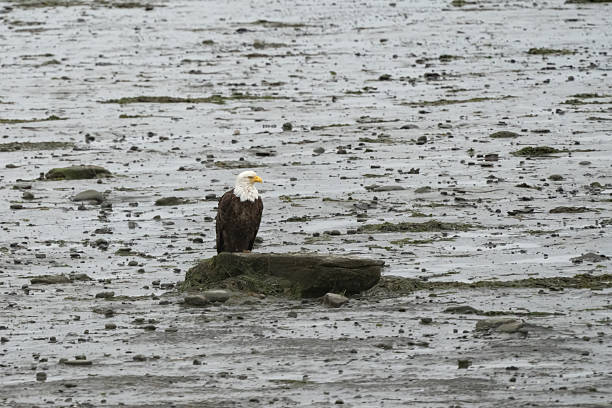 istock Grey, raining day with an adult bald eagle on a rock 2232878271