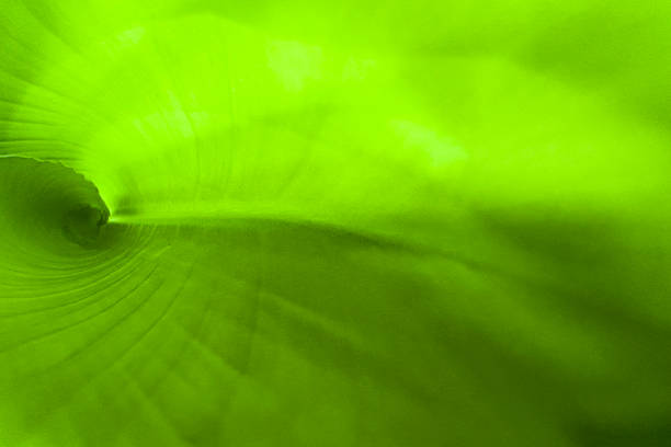 Close-up view of a vibrant green leaf as abstract background
