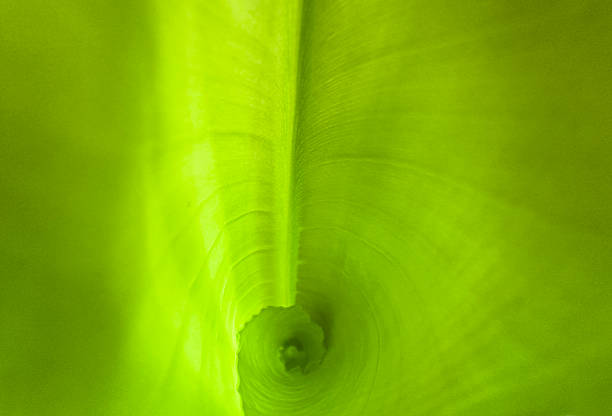 Close-up view of a vibrant green leaf as abstract background