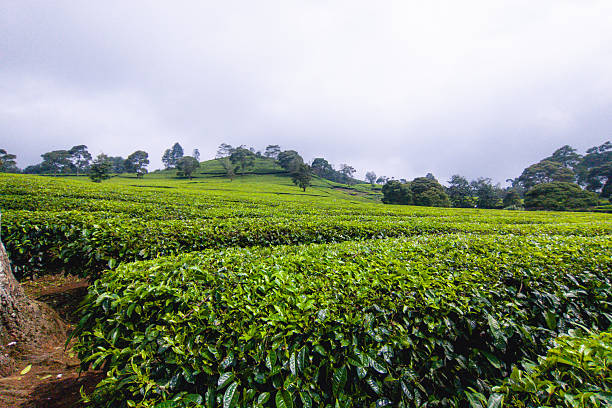 istock Lush Green Tea Plantation on Rolling Hills 2232880208