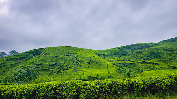 A scenic view of a vast, green tea plantation covering a rolling hill.